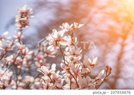 Blooming magnolia in spring against pastel bokeh blue sky and pink background, wide composition. Blooming magnolia in spring against pastel bokeh blue sky and pink background, wide composition. 107858876