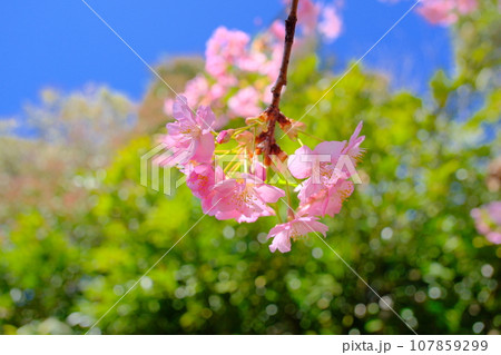 ピンク色が美しい河津桜 107859299