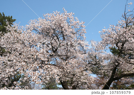 春の風景サクラ 春の風景サクラ 107859379