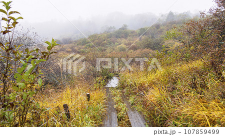晩秋の草紅葉の霧ヶ峰の八島湿原 107859499