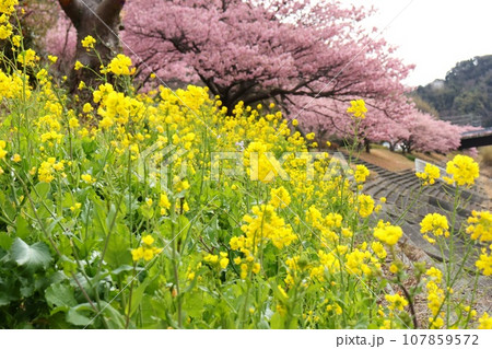 菜の花と河津桜　下賀茂　南伊豆　早春の風景 107859572