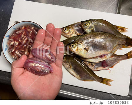 釣れたウミタナゴと稚魚 釣れたウミタナゴと稚魚 107859638