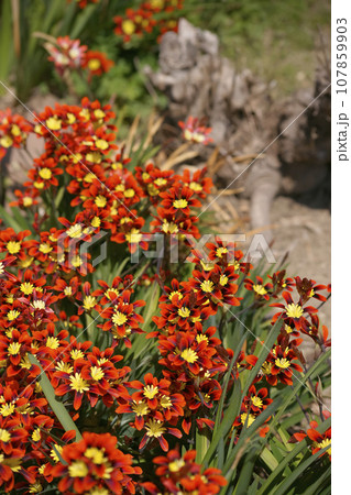 スパラキシス 107859903