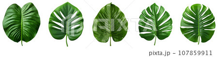 Green jungle leaf vector set isolated on white 107859911
