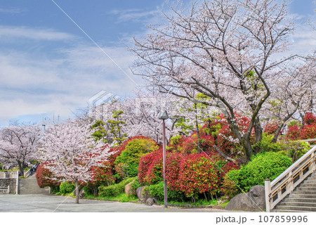 東京都 飛鳥山公園 満開の桜 東京都 飛鳥山公園 満開の桜 107859996