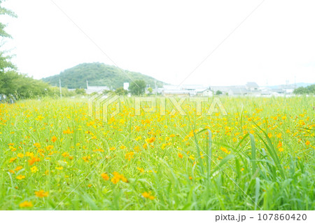 キバナコスモスが咲く里山風景　オールドレンズ 107860420