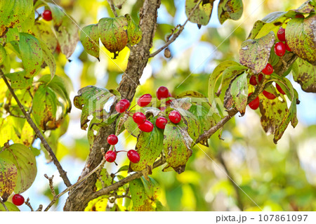 赤いサンシュユの実（秋、十月） 107861097
