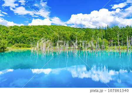 夏の北海道美瑛・富良野 青い池 夏の北海道美瑛・富良野 青い池 107861340