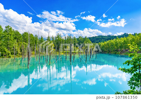 夏の北海道美瑛・富良野　青い池 107861350