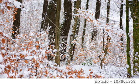 orange foliage on the branch in show. winter scenery in the forest. beautiful nature background in white season orange foliage on the branch in show. winter scenery in the forest. beautiful nature background in white season 107861558
