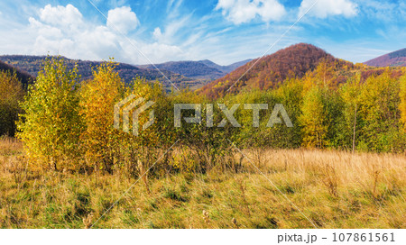 trees in colorful foliage on the grassy hill. beautiful autumn landscape in mountains on a sunny day. carpathian countryside in fall season 107861561