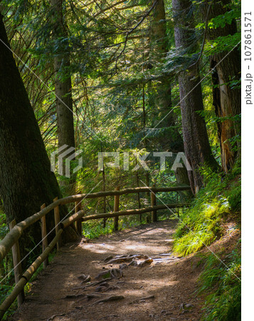 forest park with beautiful green scenery in summer. wooden fence along the trail path among the trees in dappled light forest park with beautiful green scenery in summer. wooden fence along the trail path among the trees in dappled light 107861571