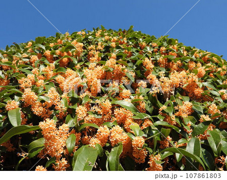 満開の金木犀 満開の金木犀 107861803