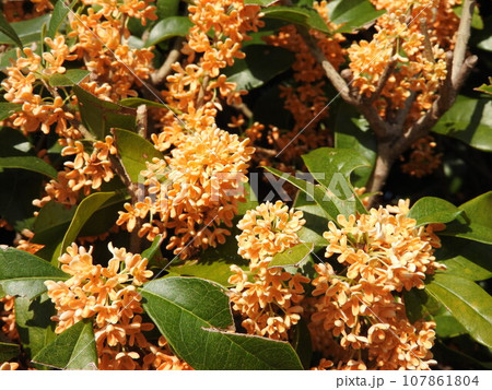 満開の金木犀 満開の金木犀 107861804