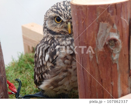 隠れたつもりのフクロウ 隠れたつもりのフクロウ 107862337