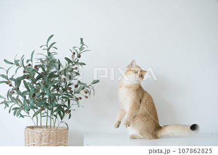 gold british cat kitten stand and play with feeling fun in living room 107862825