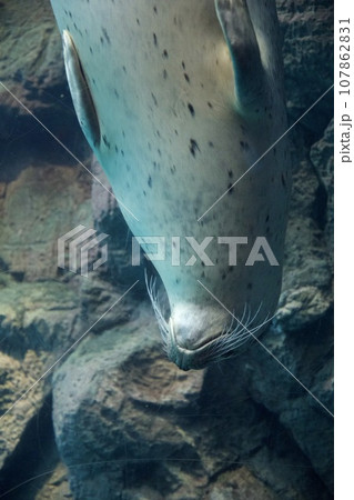 海遊館のゴマフアザラシ（大阪） 107862831