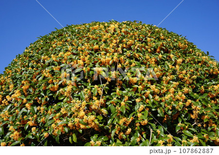 満開の金木犀 満開の金木犀 107862887