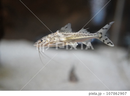 アマゾンの淡水魚　ピクタス 107862907