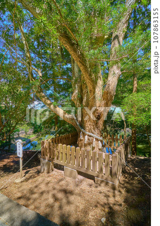 千葉県館山市の安房神社(あわじんじゃ)の御神木槙(マキ) 107863155