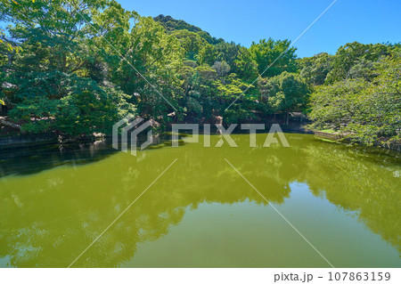 千葉県館山市の安房神社(あわじんじゃ)の御手洗池 107863159