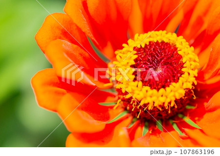 鮮やかなオレンジ色のジニアの花 鮮やかなオレンジ色のジニアの花 107863196