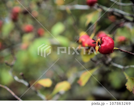 10月に色付き始めた赤いオオサンザシの実 107863269