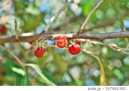 赤いアキグミの実（秋、十月） 107863302