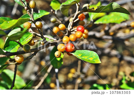 黄色いアキグミの実（秋、十月） 107863303