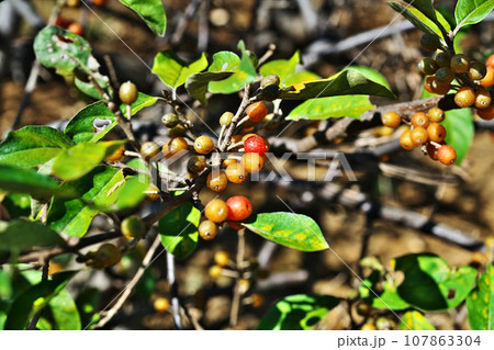 カラフルなアキグミの実(秋、十月) カラフルなアキグミの実(秋、十月) 107863304