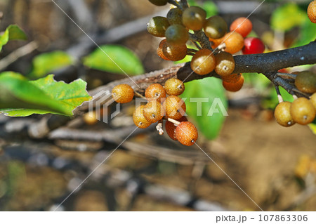 カラフルなアキグミの実(秋、十月) カラフルなアキグミの実(秋、十月) 107863306