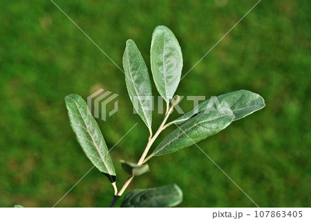 アキグミの葉(秋、十月) アキグミの葉(秋、十月) 107863405