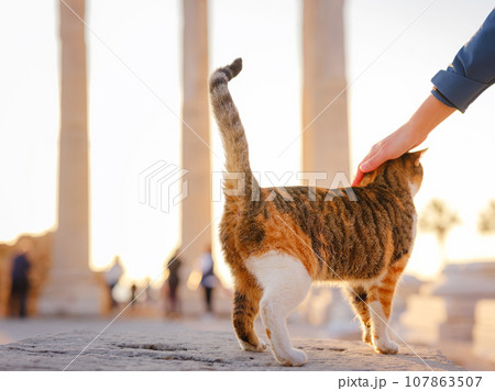 cats of Turkey, small resort town of Side with ancient Greek ruins. female tourist petting stray cat of Side Apollon Temple over sunset time in spring or fall season cats of Turkey, small resort town of Side with ancient Greek ruins. female tourist petting stray cat of Side Apollon Temple over sunset time in spring or fall season 107863507