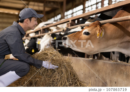 牛を育てる爽やかな男性 牛を育てる爽やかな男性 107863719