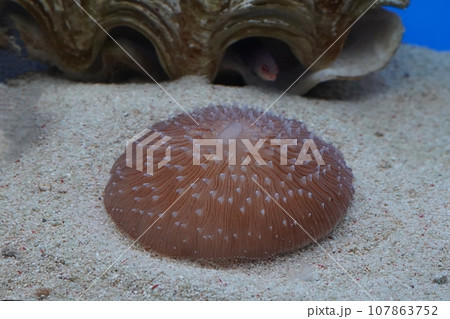 クサビライシ クサビライシ 107863752