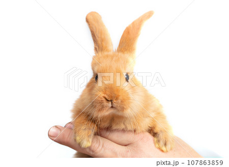 A person's hand holds a small red rabbit on a white background. 107863859
