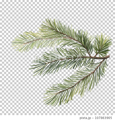 Green lush spruce branch. Fir branches. Isolated on white background Green lush spruce branch. Fir branches. Isolated on white background 107863905
