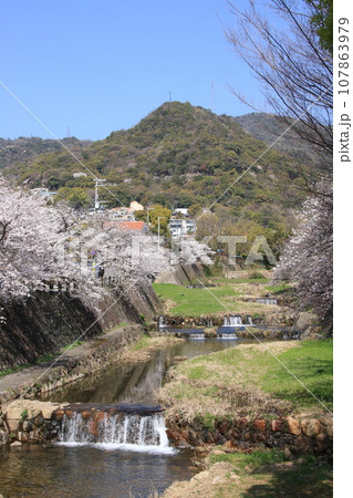 日本の春の風景:芦屋川(兵庫県芦屋市)の川辺に咲く満開の桜並木 日本の春の風景:芦屋川(兵庫県芦屋市)の川辺に咲く満開の桜並木 107863979