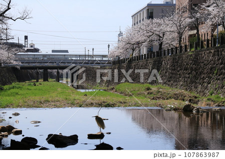 芦屋川(兵庫県芦屋市)の川面から見た阪急・芦屋川駅前の満開の桜並木 芦屋川(兵庫県芦屋市)の川面から見た阪急・芦屋川駅前の満開の桜並木 107863987