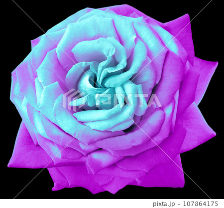rose flower  on black isolated background with clipping path. Closeup. For design. Nature. 107864175