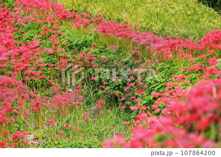 棚田に咲く彼岸花 オーベルジュ 107864200