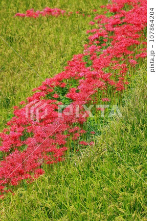 棚田に咲く彼岸花 オーベルジュ 107864204