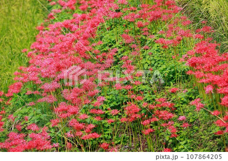 棚田に咲く彼岸花 オーベルジュ 107864205