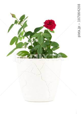Rose in a white flower pot isolated on a white background. Rose in a white flower pot isolated on a white background. 107864208