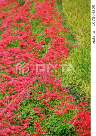 棚田に咲く彼岸花 オーベルジュ 107864209