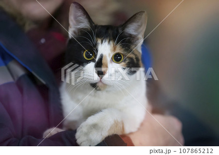 Funny tricolor cat with yellow eyes in the hands of a person. Funny tricolor cat with yellow eyes in the hands of a person. 107865212