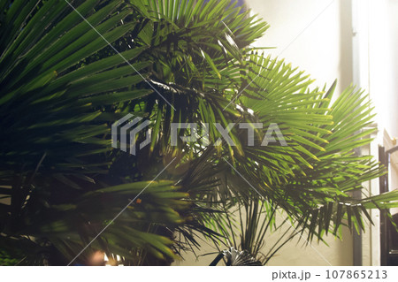 Tropical palm leaves. Floral exotic background. 107865213