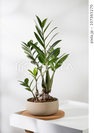 Zamioculcas zamiifolia or zz plant on the wooden table in living room. 107865270