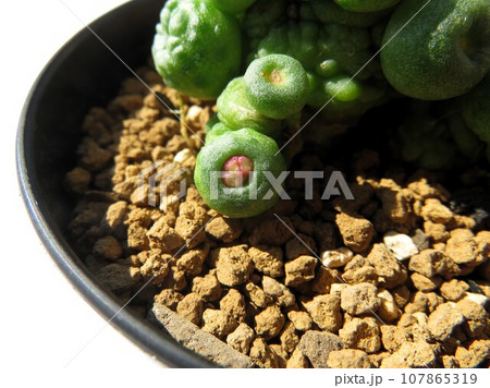 ボカサナフレッド ボカサナフレッド 107865319