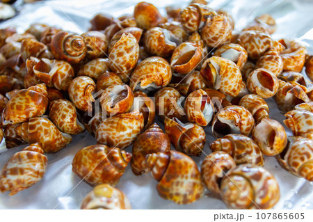 Spotted babylon or Babylonia areolata in the seafood market 107865605
